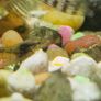 Fish Tank Neocaridina Shrimps Image 4