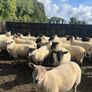 Hogget ewes mostly Suffolk X Image 4