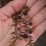Leptospermum Image 4