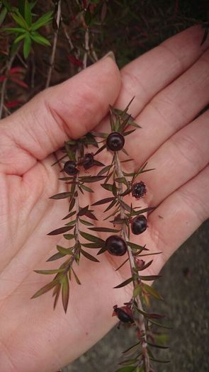 Leptospermum