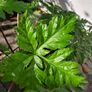geranium canariensis Image 4