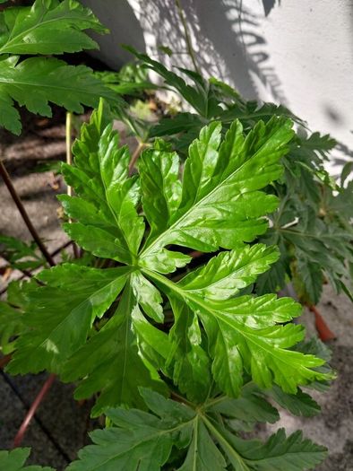 geranium canariensis