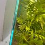 ramshorn snails Image 2