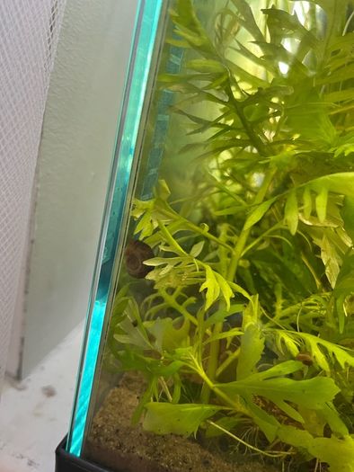 ramshorn snails