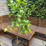 Established 150cm high fruit bearing lemon tree Image 5