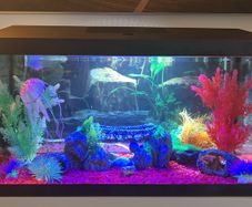 fish tank