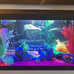 fish tank