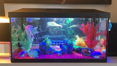 fish tank