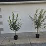 Apple trees Image 3