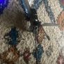 RC helicopter Image 3