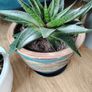 Houseplant- Zebra Haworthia Image 7