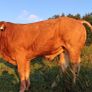 Top Quality Pedigree Registered Limousin Bulls Image 4