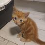 free to good home Kitten Image 3