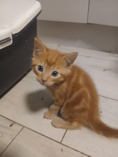 free to good home Kitten