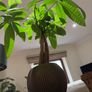 Money Tree Image 3