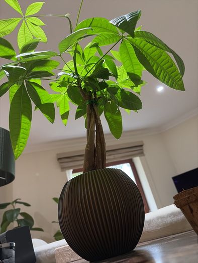 Money Tree