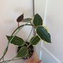 Rare houseplant Hoya Latifolia Albomarginata Image 5