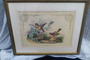 antique print, bird prints
