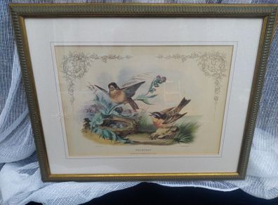 antique print, bird prints