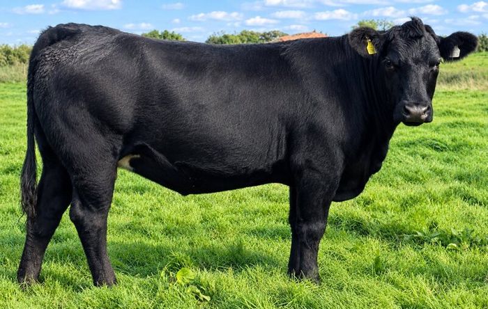 35 In-Calf Heifers for Sale Balla Mart 17 Oct