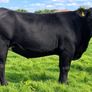 35 In-Calf Heifers for Sale Balla Mart 17 Oct Image 5