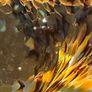 Art Glass Paperweight Image 9