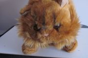 Harry Potter Crookshank Cat Plush soft toy Warner Bros