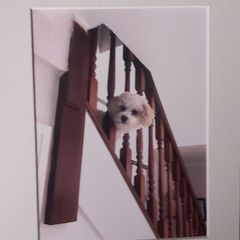 Photos (12)