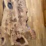 Very Rare Bog Oak Table Image 9