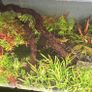 planted tank 250 liter Image 6