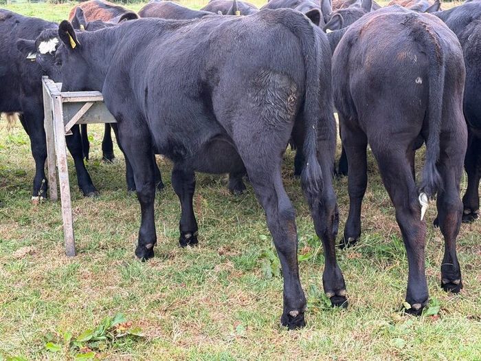20 Aberdeen Angus Bull Weanlings