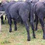 20 Aberdeen Angus Bull Weanlings Image 4