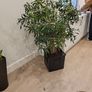 Dracaena Reflexa Image 3