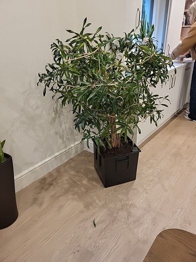 Dracaena Reflexa