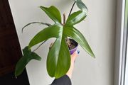 Philodendron Squamiferum (Fuzzy Petiole)