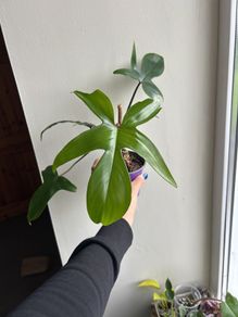 Philodendron Squamiferum (Fuzzy Petiole)