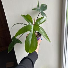 Philodendron Squamiferum (Fuzzy Petiole)