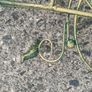 Vintage Metal Tricycle Planter 26 Inches Long Image 6