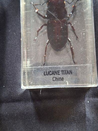 Genuine Collection of 15 Clear Resin Exotic Insects and Arachnids Price is for 1 only