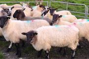 Hogget for sale