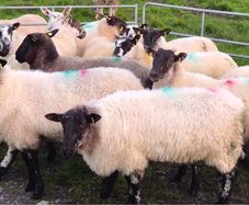 Hogget for sale