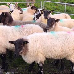Hogget for sale