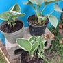 Hosta Image 4