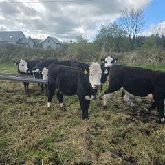 7 Hereford Yearlings