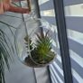 2 artyficial plant in glass bowl Image 2