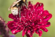 (S) Macedonian Scabious seeds Red Knight 0.25g