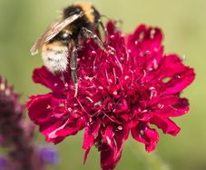 (S) Macedonian Scabious seeds Red Knight 0.25g