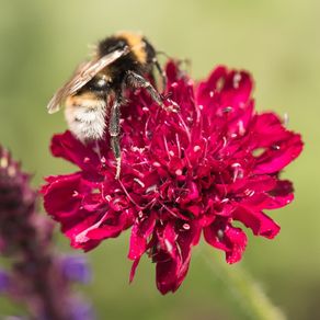 (S) Macedonian Scabious seeds Red Knight 0.25g