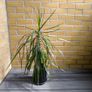 Dracaena Marginata / Dragon Tree Image 5
