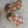 colues plants X2 Image 2